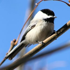 Meet your Posher, Lee